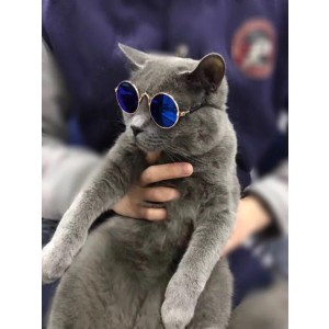 반려동물용선글라스 고양이 선글라스 트렌디하고 멋진 액세서리