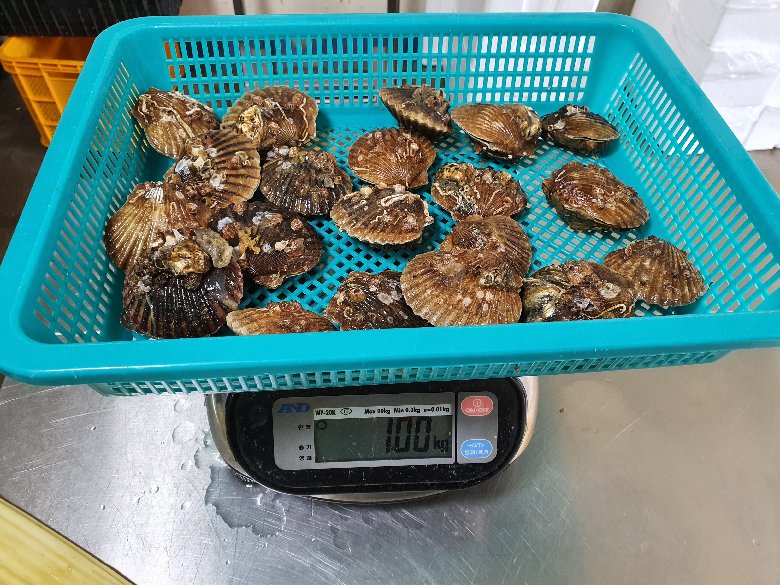 활 흑백가리비 1kg