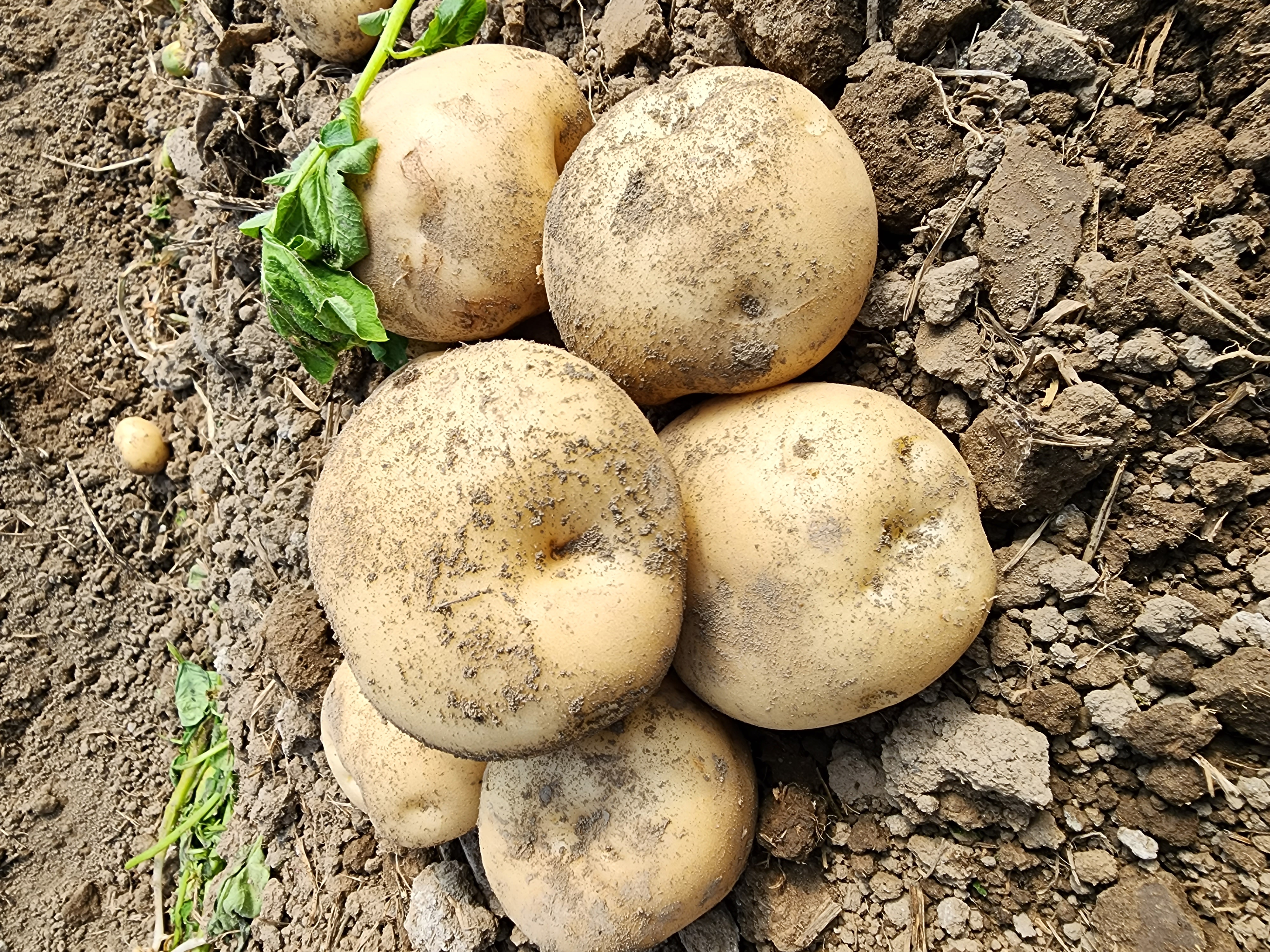 감자 중/ 대/  특대  2KG 3KG 5KG 10KG