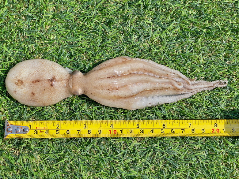 급냉 탱탱 알주꾸미 1kg