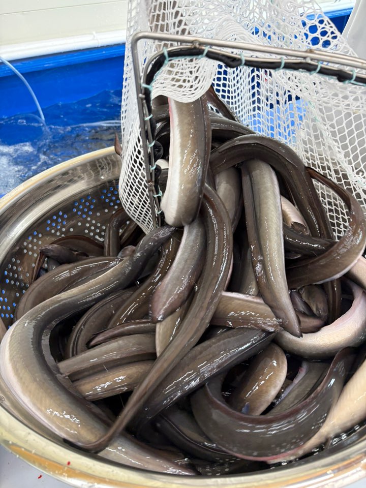 국내산 풍천민물장어 순살500g 소스2종(데리야끼+매운) ,초생강1개