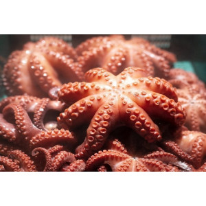 연안 도시락문어 1kg
