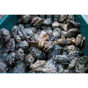 연안 대장전복 1kg