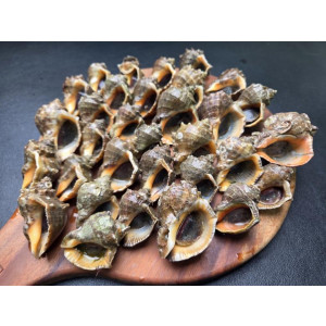 연안 꼬마 참소라 1kg