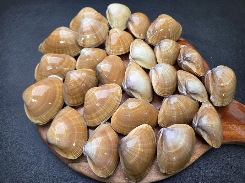 연안 명주조개 1kg