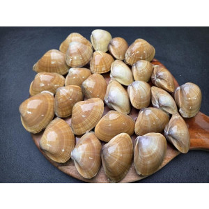 연안 명주조개 1kg