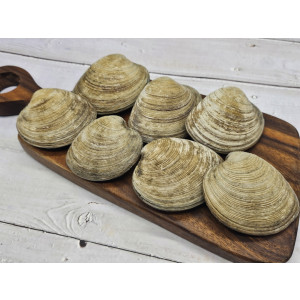 코끼리 돌조개 1kg