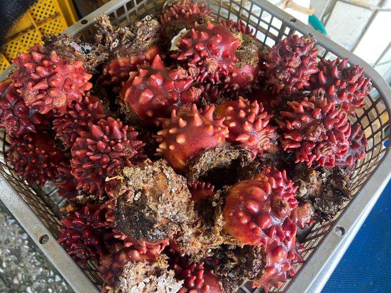 자연산 특대짜 참멍게 1kg