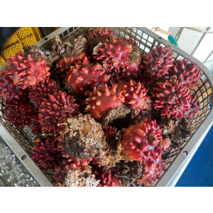 자연산 특대짜 참멍게 1kg