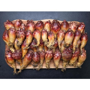 연안 앵치멍게 3kg