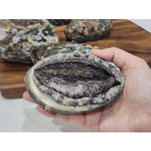 임금님 5-6미 전복 선물세트 2kg
