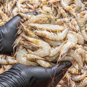 활용도 만점! 남해안 중하새우 1kg