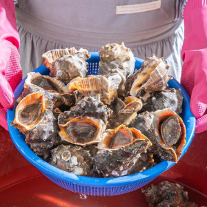 주먹만한 크기! 대왕 참소라 1kg 🐚