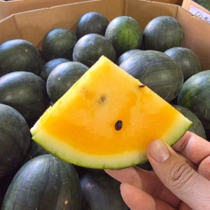 [당도선별] GAP인증 블랙망고수박 4kg~