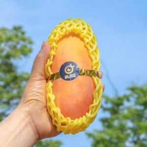 열대과일의 왕! 마하차녹 무지개망고