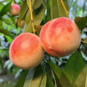 🍑지금 가장 빠른! 여름한정 털복숭아
