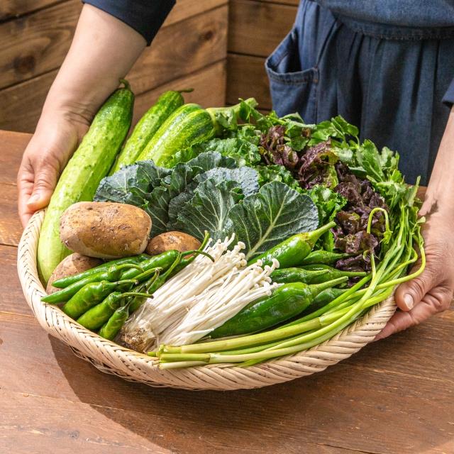 산지의 신선함을 그대로! 10종 채소 골라담기