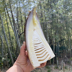거제도 삶은 햇 죽순 500g