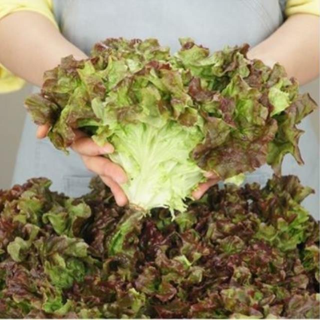 아삭아삭 부드러운 전남 포기상추 1kg