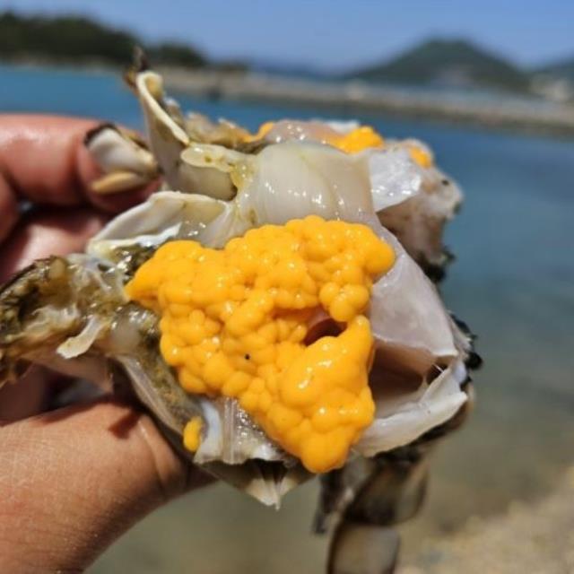 서해안 제철 알배기 활 암꽃게 1kg