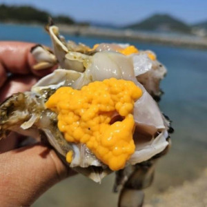 서해안 제철 알배기 활 암꽃게 1kg