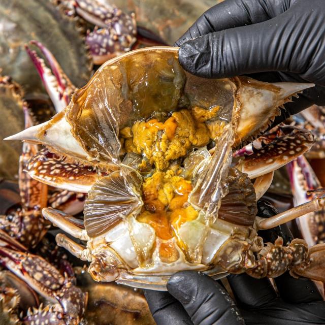 알배기 연평도 암꽃게장 2.5kg 3미