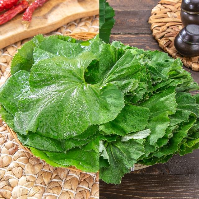 봄철 대표 나물! 곰취&amp;머위