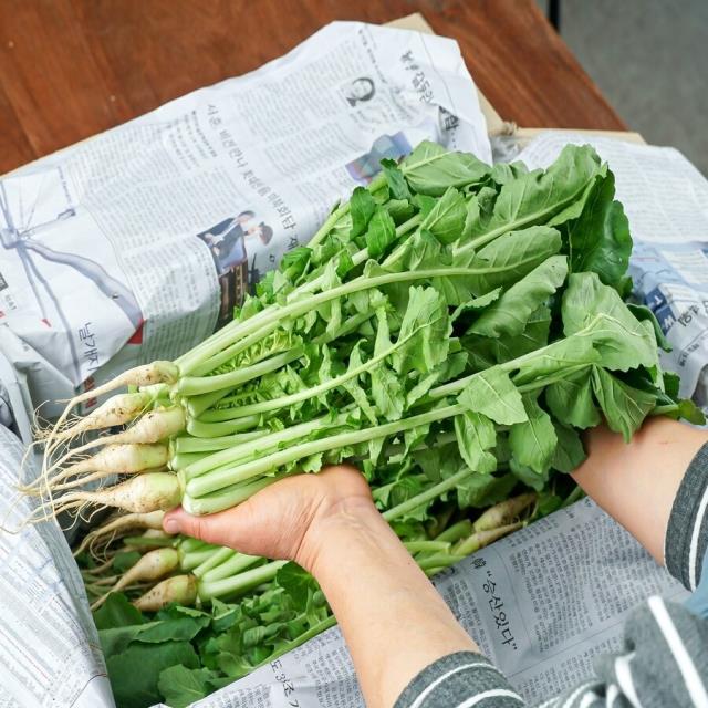 김치 담그기 좋은 아삭한 제철 열무 4kg