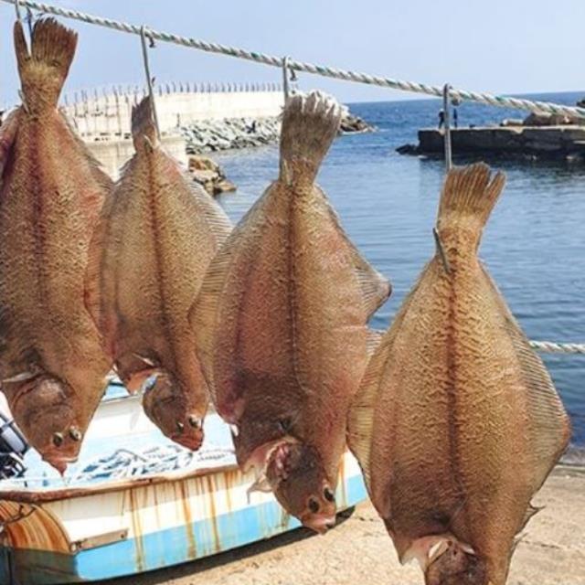 동해안 두절 반건조 용가자미 1kg