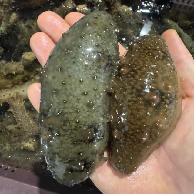 지금이 제철! 통영 자연산 해삼