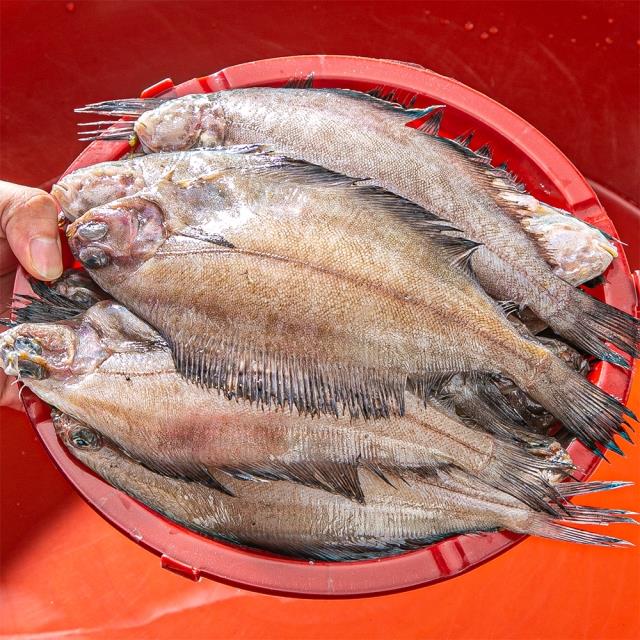 ★1kg+1kg★ 동해안 당일조업! 급냉 가자미