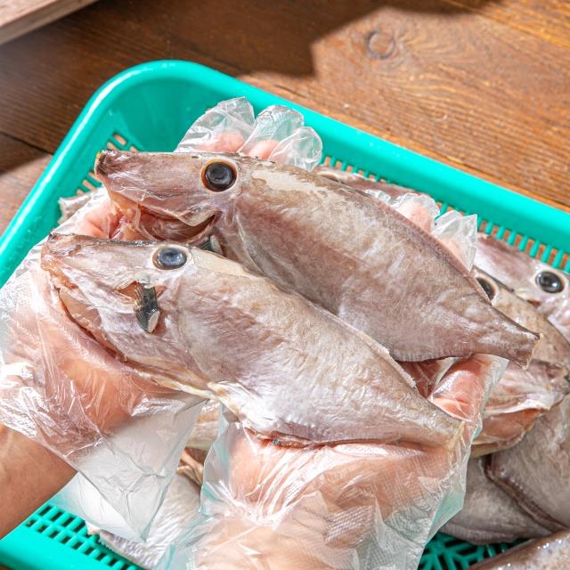 바다의 별미생선 남해안 손질 쥐치