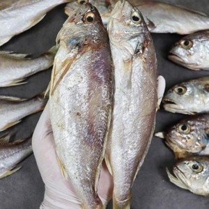 여수 명품 반건조 백굴비(백조기)