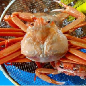 살이 꽉~ 들어찬 명품 구룡포 연지홍게