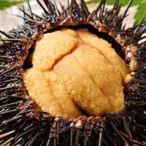 국산 100% 자연산 보라성게알 우니