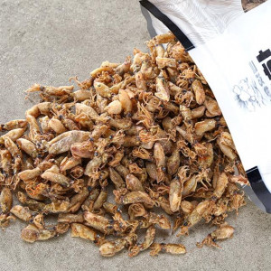 쫄깃하고 고소한 건꼴뚜기 200g