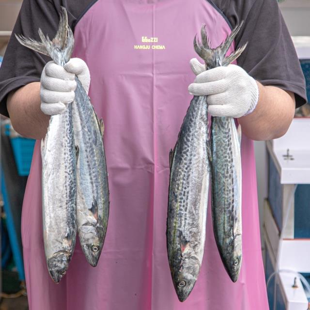 [당일급랭] 팔뚝만한 영덕 삼치!! 2kg