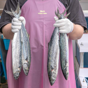 [당일급랭] 팔뚝만한 영덕 삼치!! 2kg