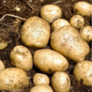 💥3kg 8,900원!💥 포슬포슬 햇 수미감자