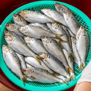 고소한 제철 생물 구이용 전어 500g =4,900원!