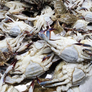 [한마리당 약 2400원!] 서해안 급냉 꽃게