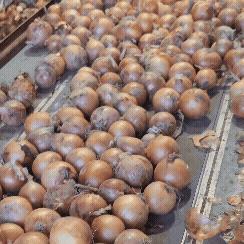 [배송비 없음] 국내산 햇양파 5kg