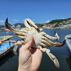 🦀살이 통통! 꽉~차있는 숫꽃게 1kg