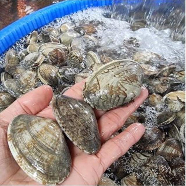 바다에서 잡은 남해안 다이버 왕바지락