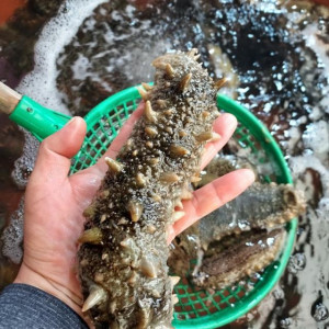 제철맞아 쫠깃~하게 살오른 오동통 해삼