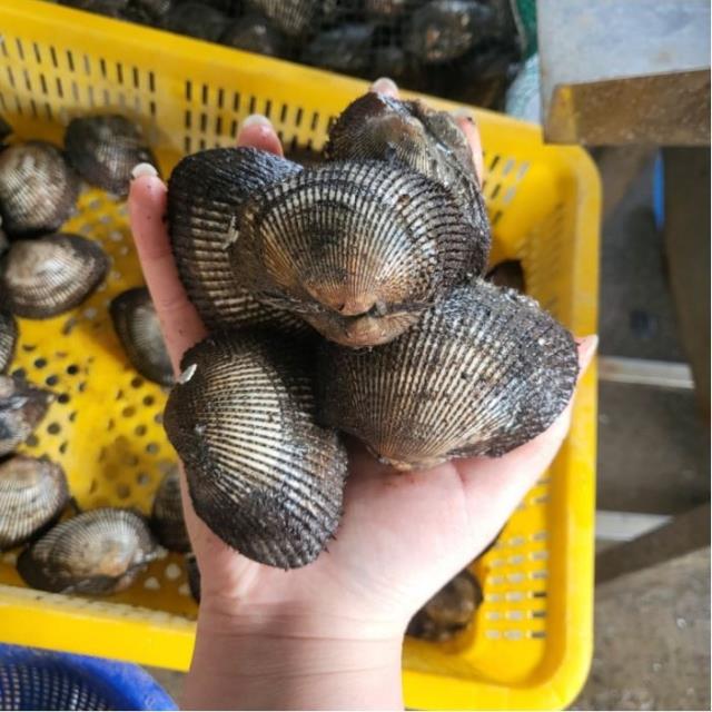 당일채취 제철 피꼬막