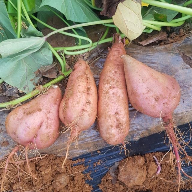 꿀이 뚝뚝! 베니하루카 꿀고구마 3kg