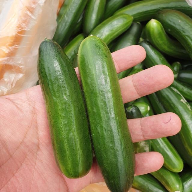 껍질이 얇아 아삭아삭한 스낵오이 1.3kg