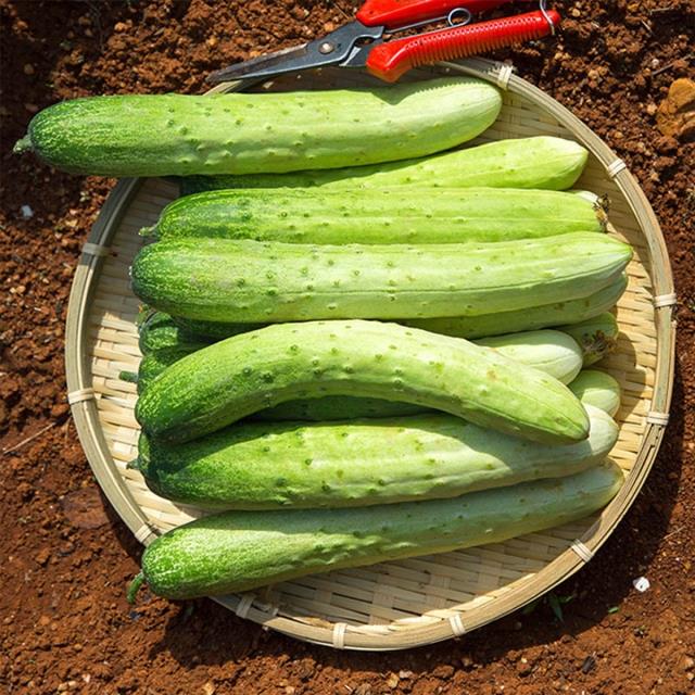 수분 95%이상! 아삭하고 단단한 백다다기오이