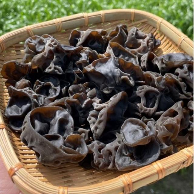 설악산 청정지역 무농약 햇목이버섯